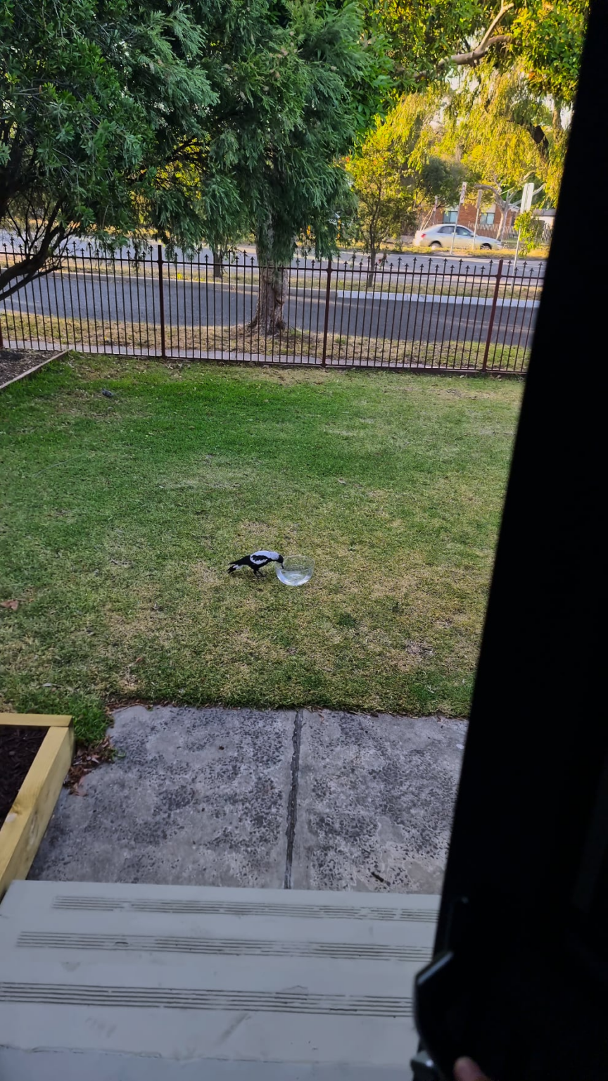 Put a drink out for the locals m8