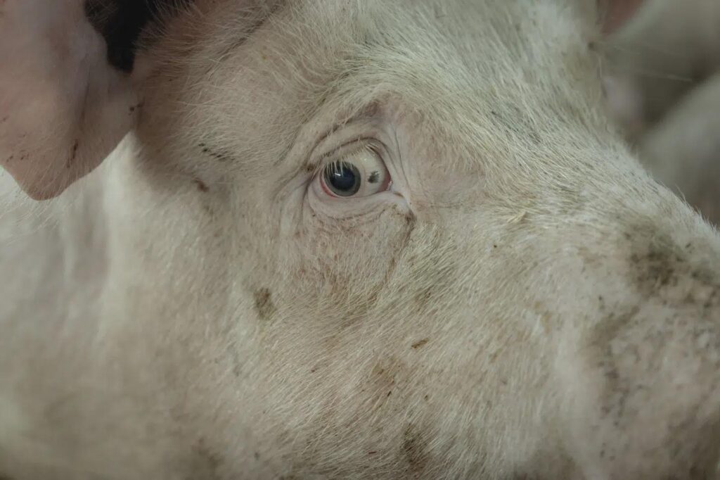 Control: Pigs could not be cooled in every fifth herd [Kontrol af 269 svinebesætninger afslørede svin, der sølede sig i urin og afføring, fordi de var varmepåvirket.]