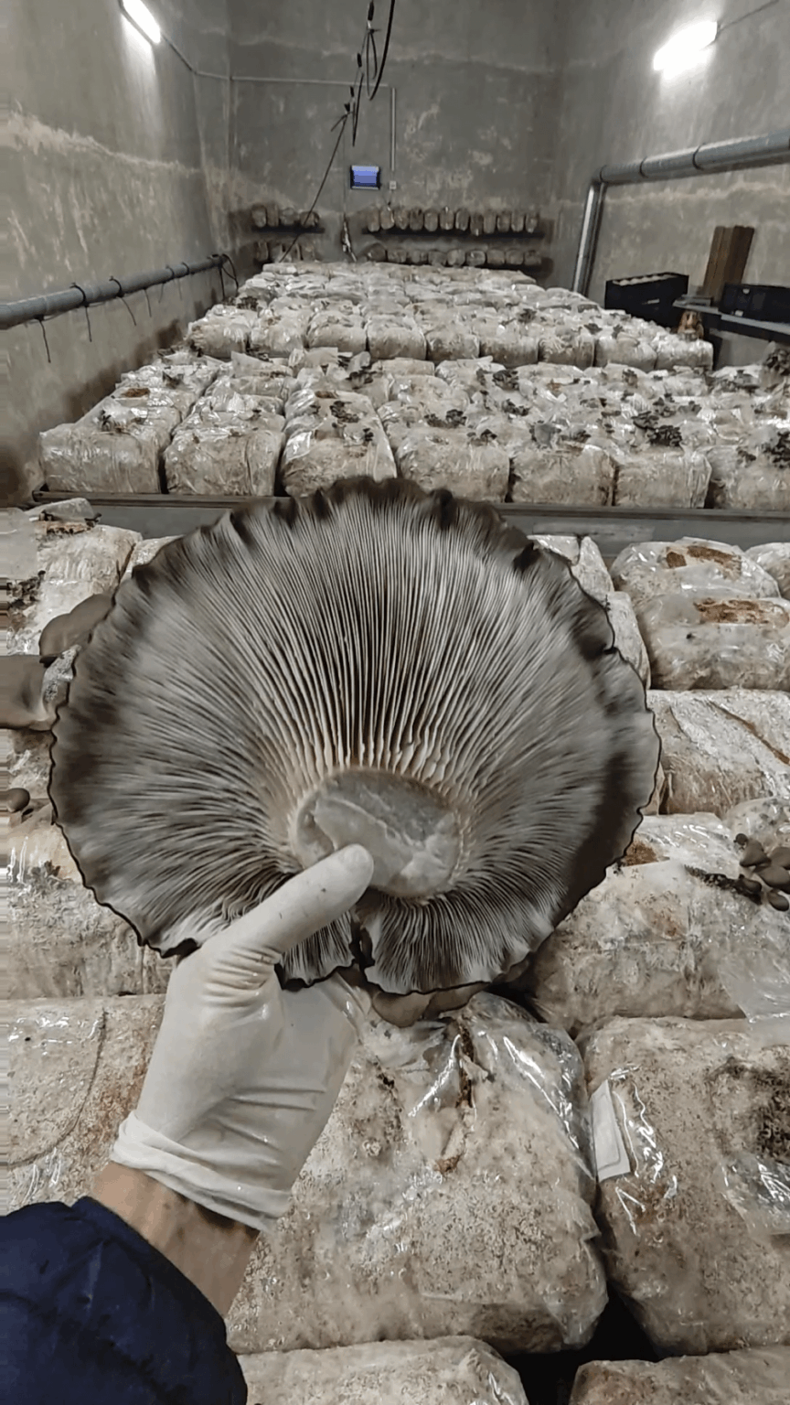 Giant Pleurotus Ostreatus Mushroom at Zuripilz Switzerland