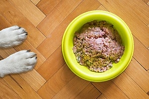 News regarding the environmental impact of dog food