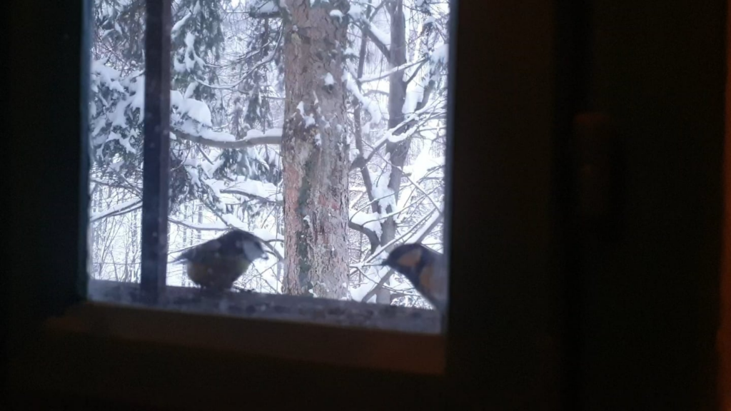 A substitute for television