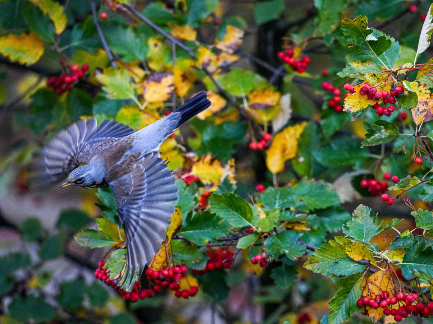 Birds increasingly visit gardens after the onset of winter