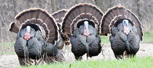 Turkey season coming up - Great Bend Tribune