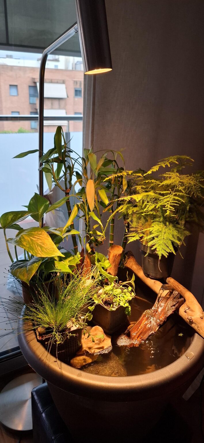 I miss my little diy fountain... 🫩