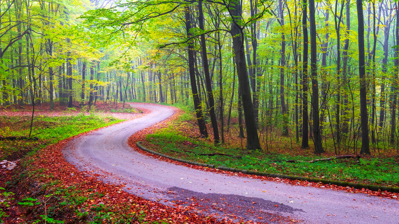 Paved trail in Bükk National Park, Hungary