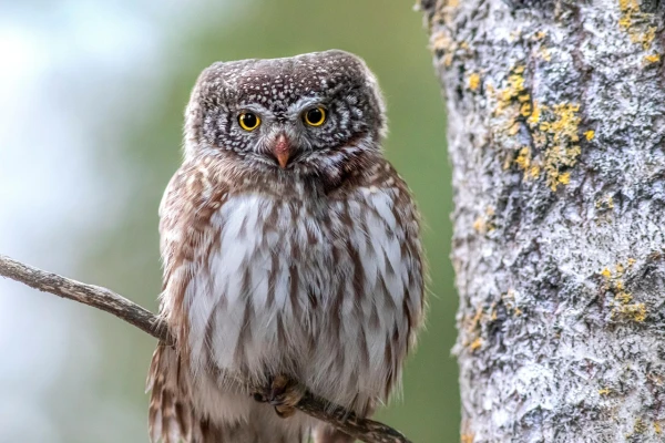 The Eurasian Pygmy Owl has been declared the Bird of the Year 2026 — the smallest owl in Latvia