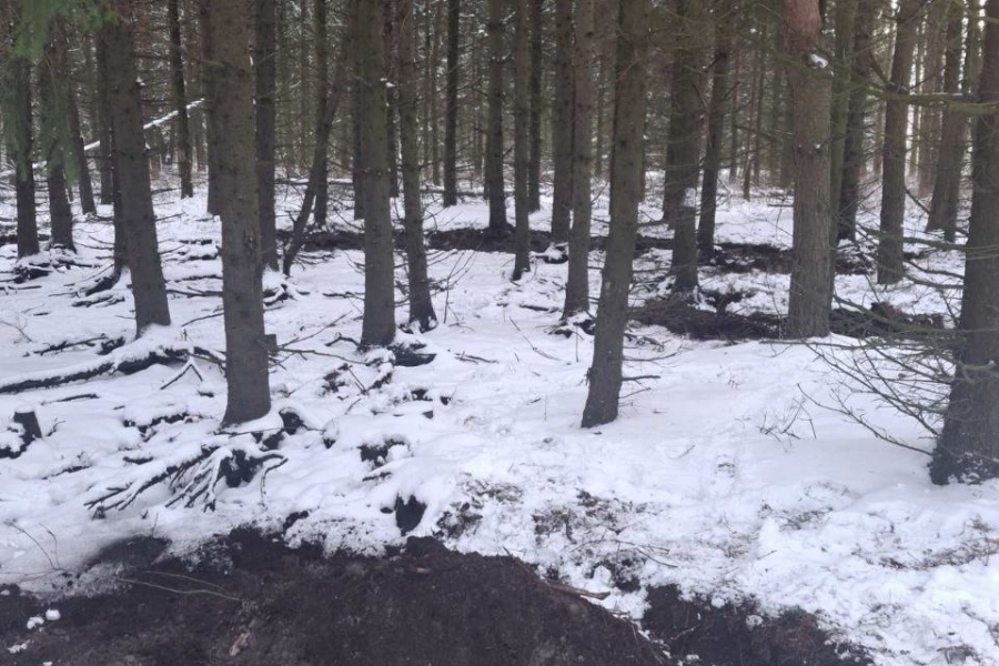 The first fire of the year has already been recorded in Belarusian forests
