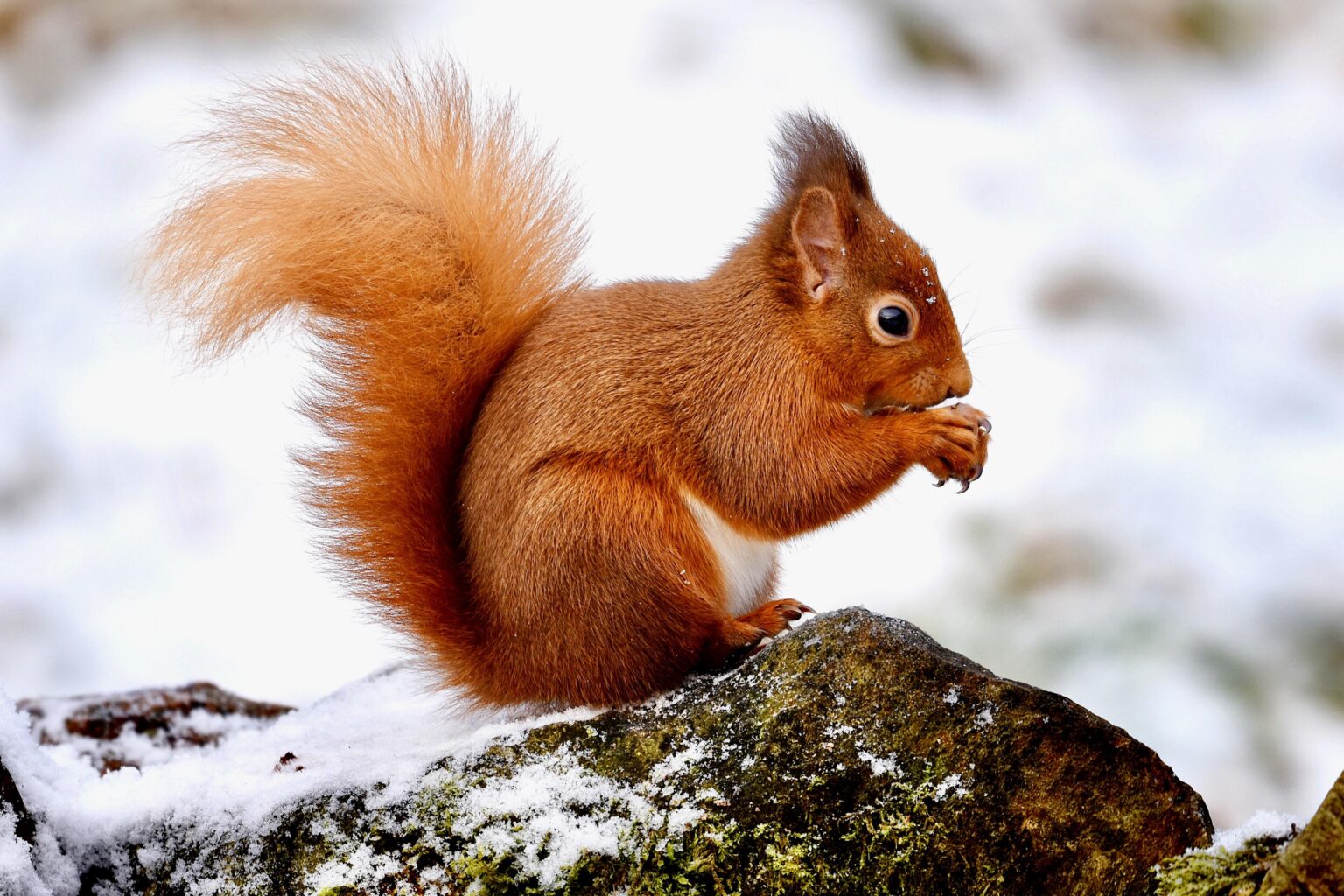 Happy New Year from me and this little guy from the Cairngorms 🏴󠁧󠁢󠁳󠁣󠁴󠁿