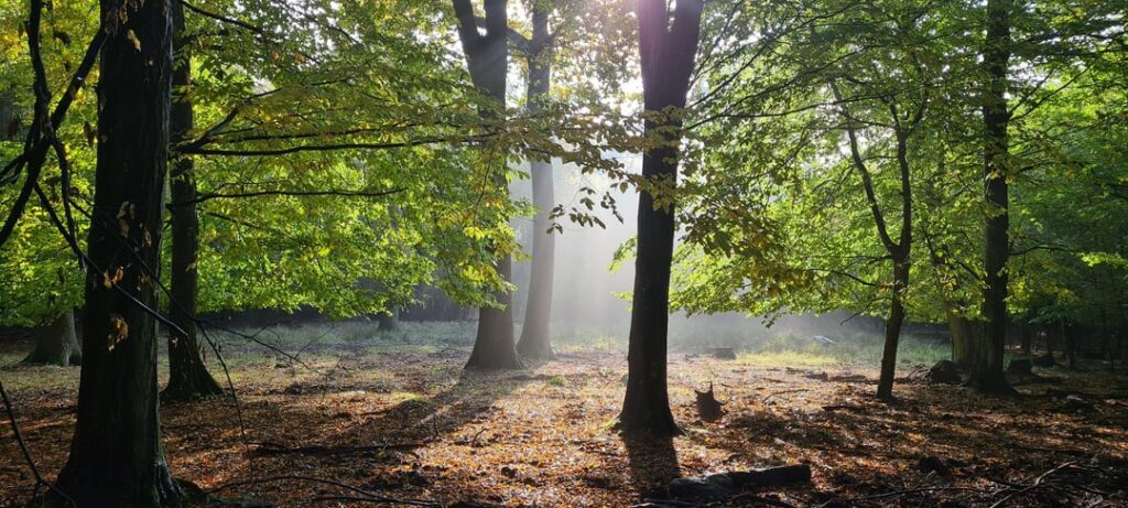 The Little Carpathian Sun Breaks Through the Fog