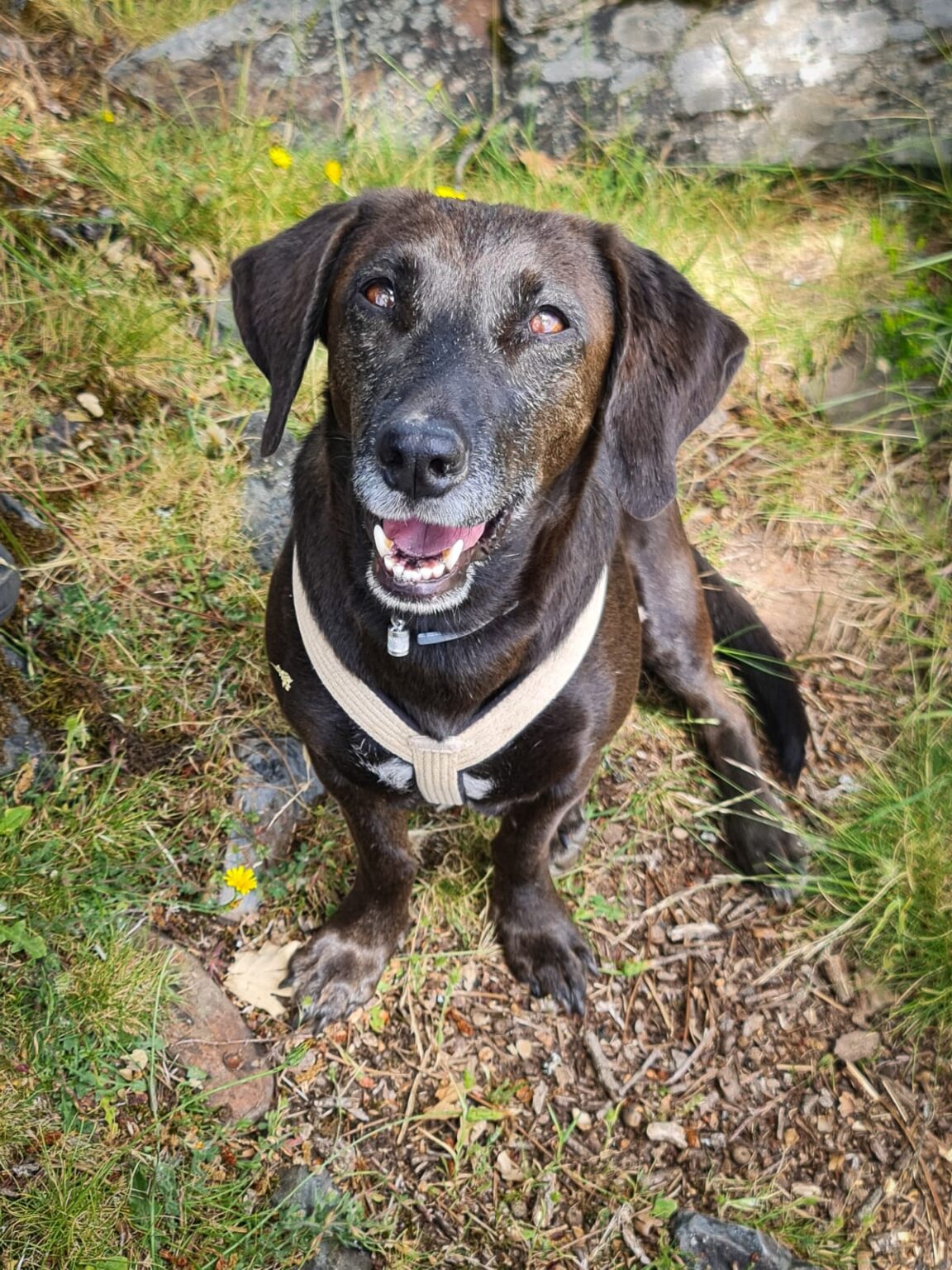 cover Meet Oli, Cyprus’ most travelled dog