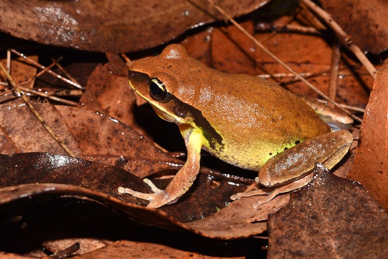 frog in leaf litter.
