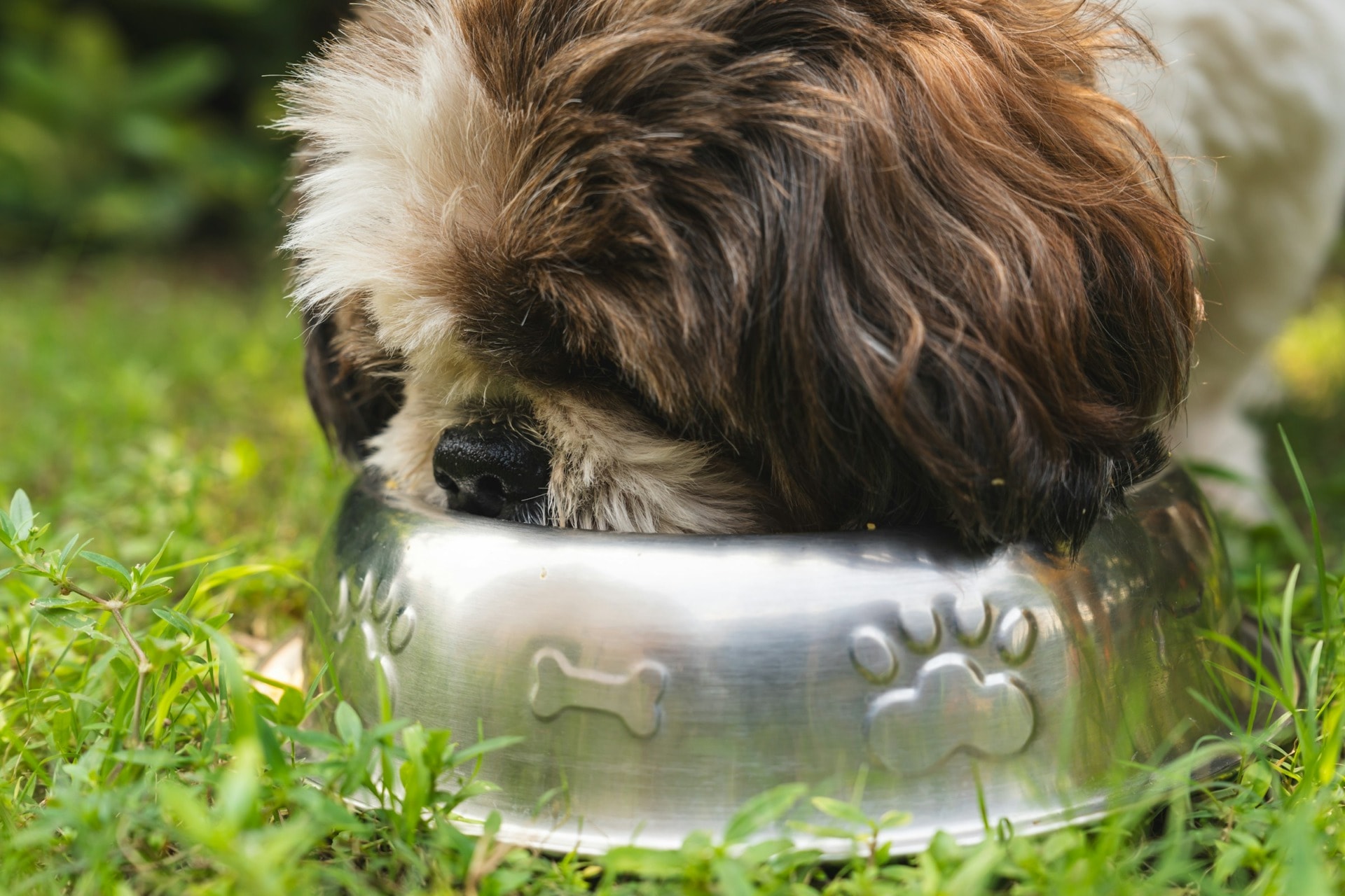 News regarding the environmental impact of dog food 