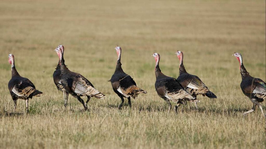 Pa. Game Commission asks residents to report turkey flock sightings