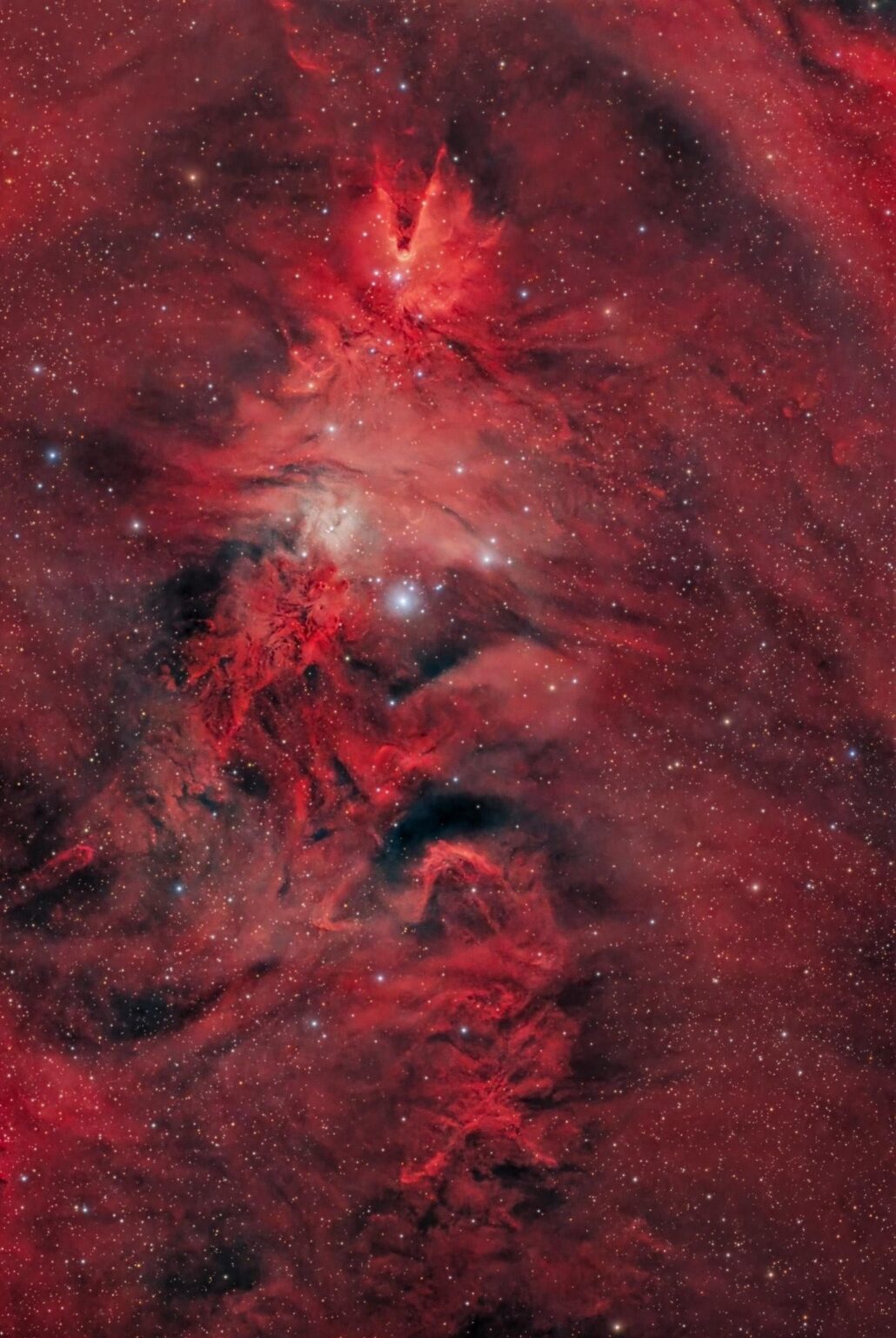 Unicorn, Fox Fur and Christmas Tree | Astronomy Picture of The Day 25.12.2025
