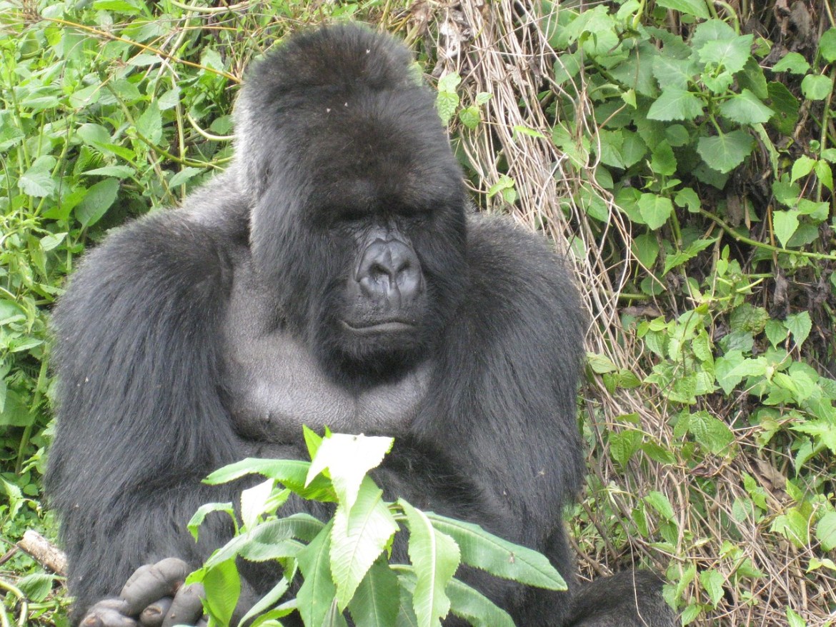 Mountain gorilla in Rwanda’s rainforest, highlighting sustainable travel and conservation-focused tourism in travel trends 2026.