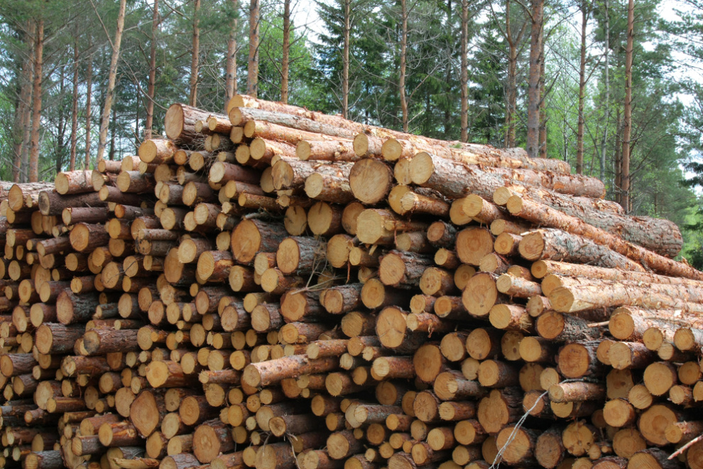Finland’s energywood purchases fall 45% in 2025 Finland’s energywood purchases fall 45% in 2025