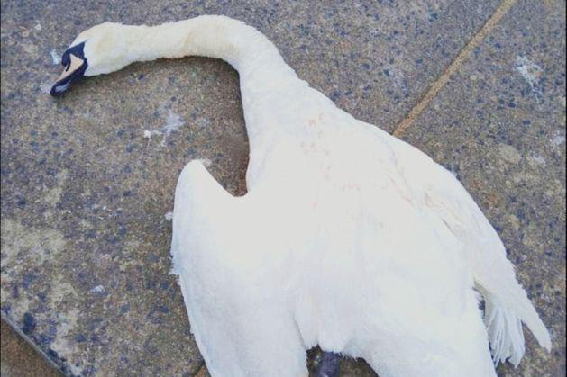 Second swan killed in suspected dog attack sparks demand for CCTV at Bray Harbour