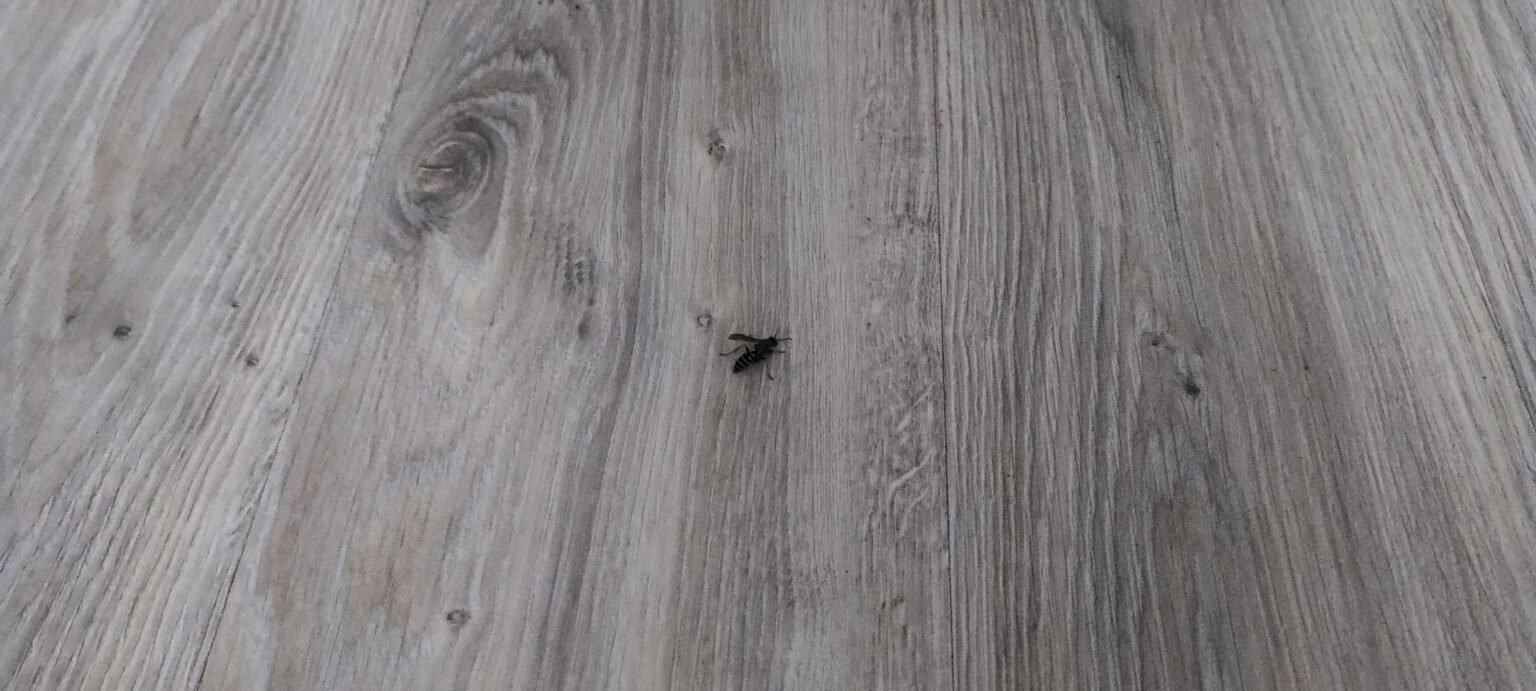 Every few days I find wasps in my room. What is it about? Can I have a nest? Every few days I find wasps in my room. What is it about? Can I have a nest?