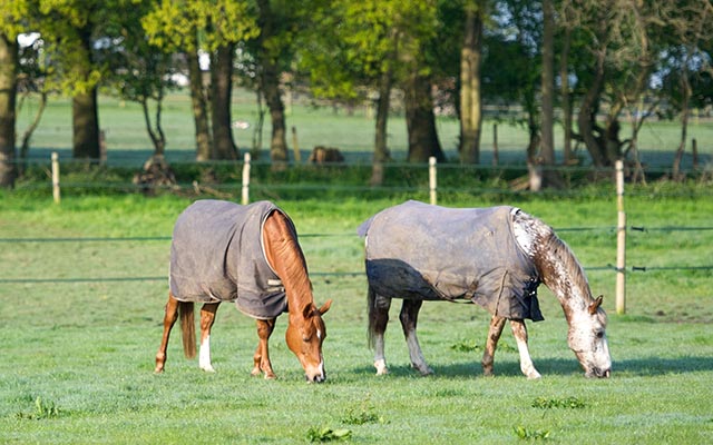 Vet bills for horses can be reduced by good preventative medicine