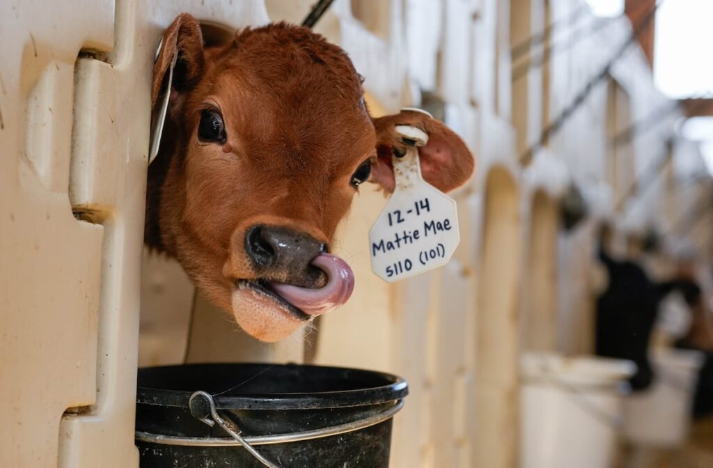 Ballerina Farm in Utah fails health tests on raw milk
