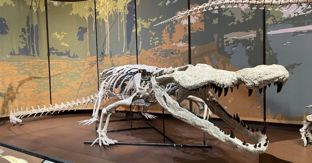Tellus Science Museum has world’s only replica of Dino-killing crocodile – WSB-TV Channel 2