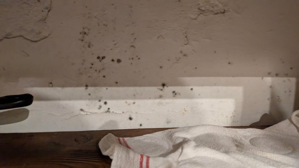Mold in the apartment. What next?
