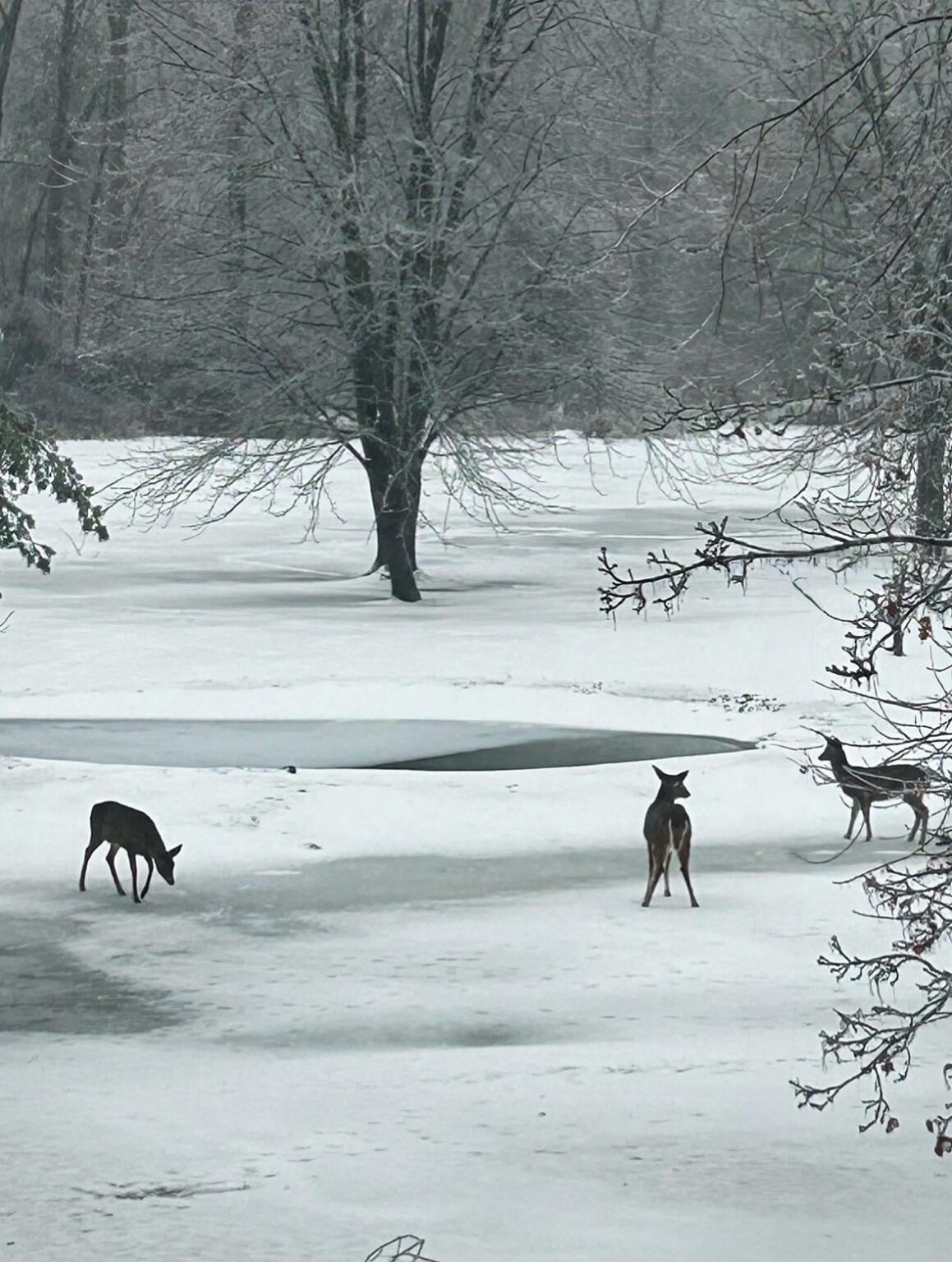 The winters in upstate NY are brutal as they are beautiful