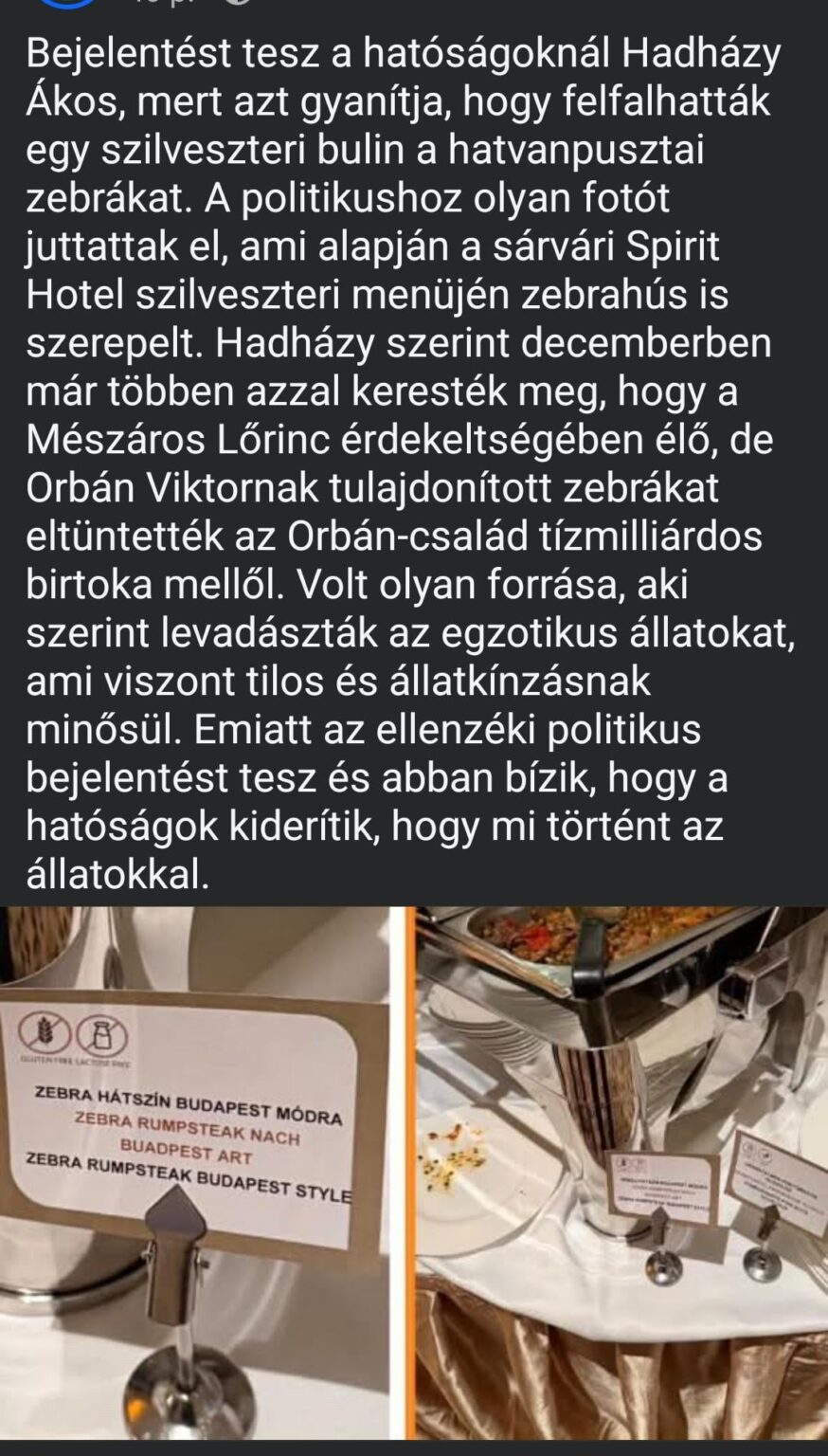 Could they eat the zebras from Hatvanpuszta on New Year's Eve?