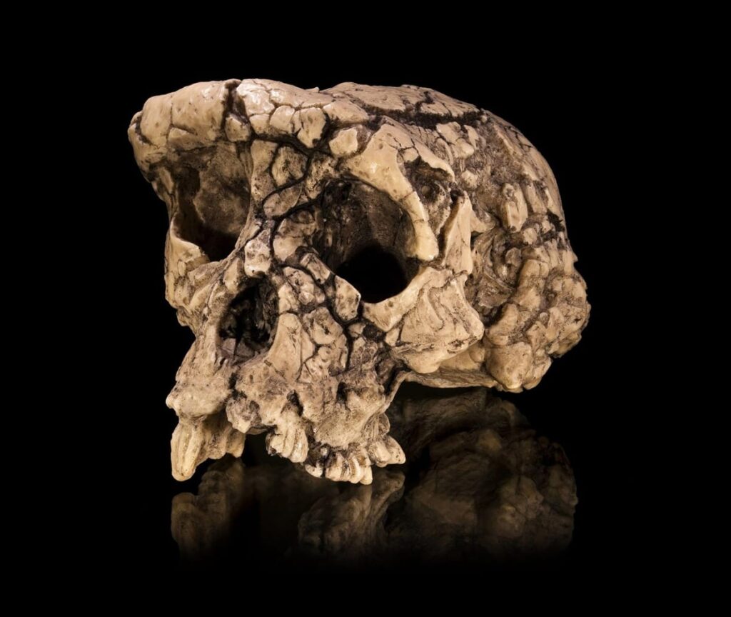 Scientists Identify Remains of the Earliest Human Ancestor