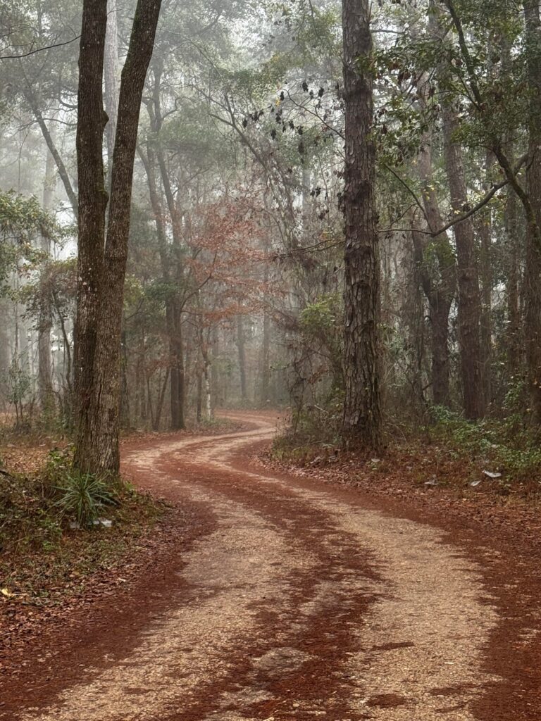 Foggy beauty on my morning ride