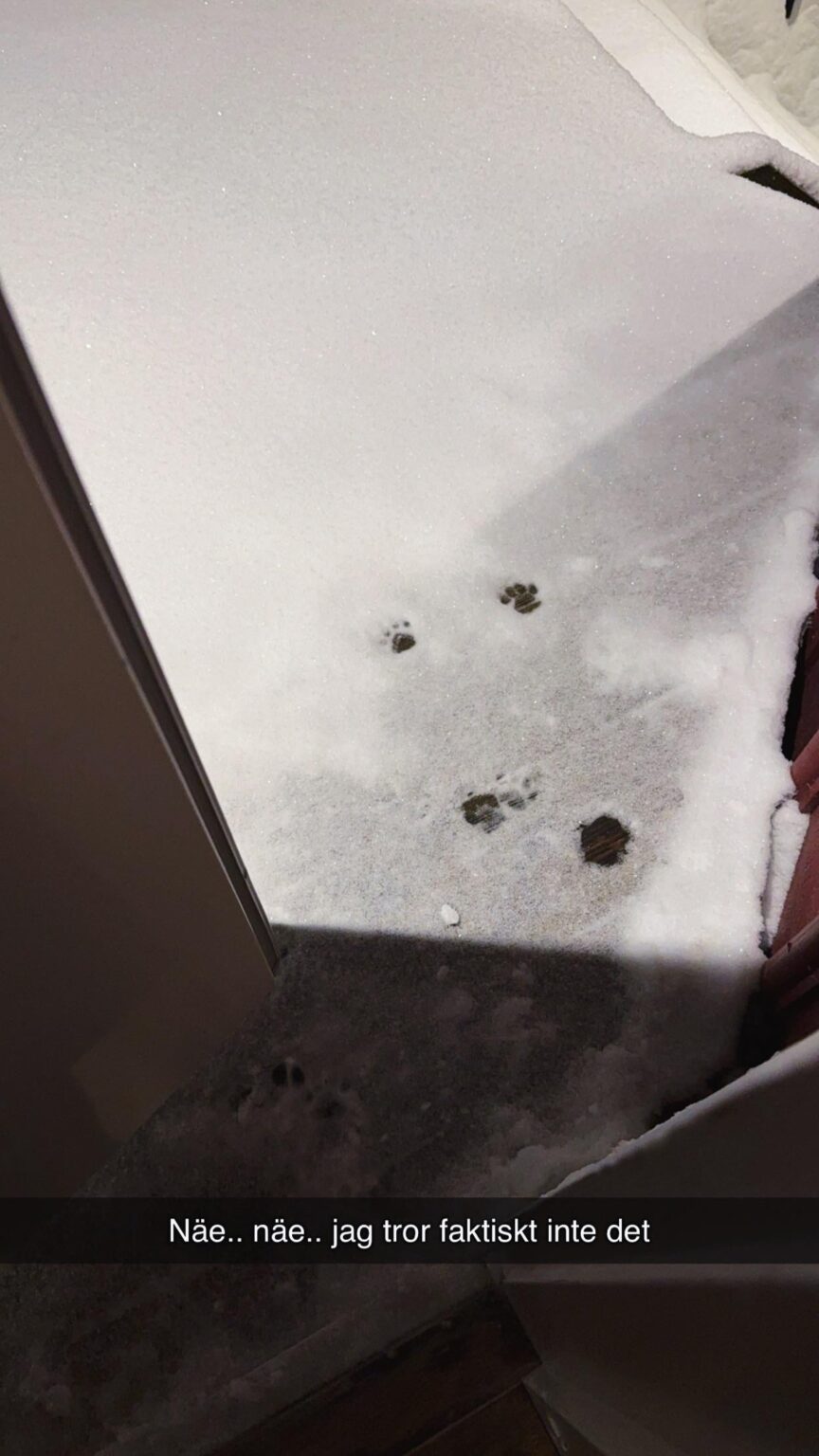The cat's reaction to the snowstorm (Gothenburg)