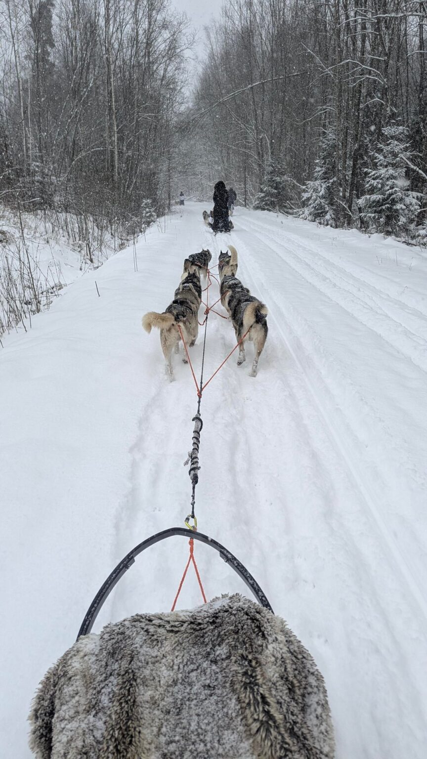 Dog Sledding Update