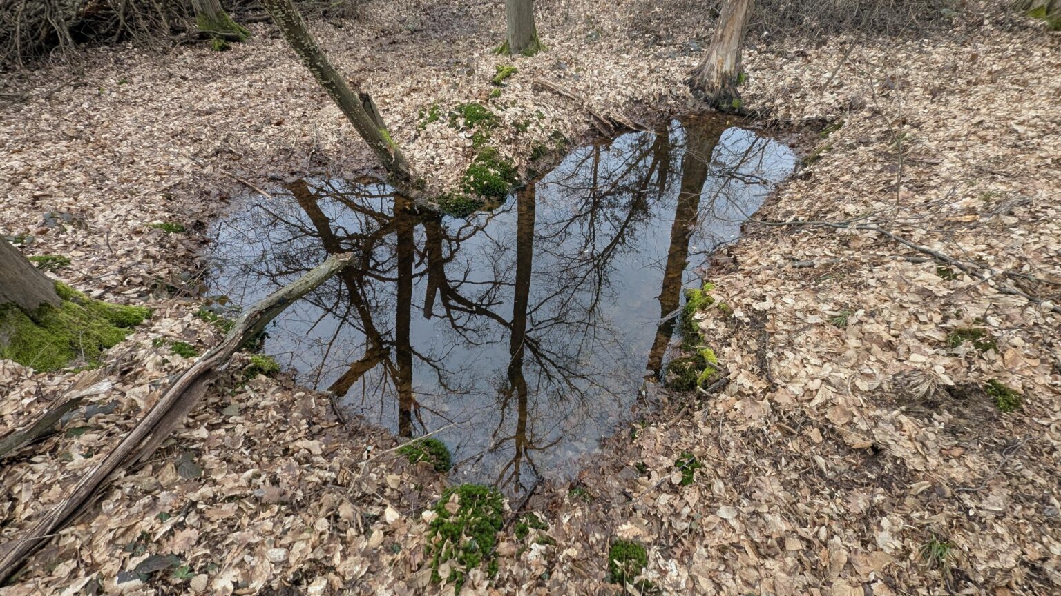 A puddle in the forest