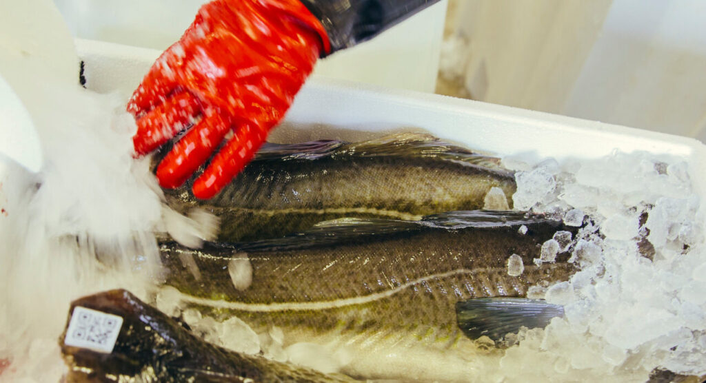 Norway's H&G cod prices ease while EU sanctions create split Russian market