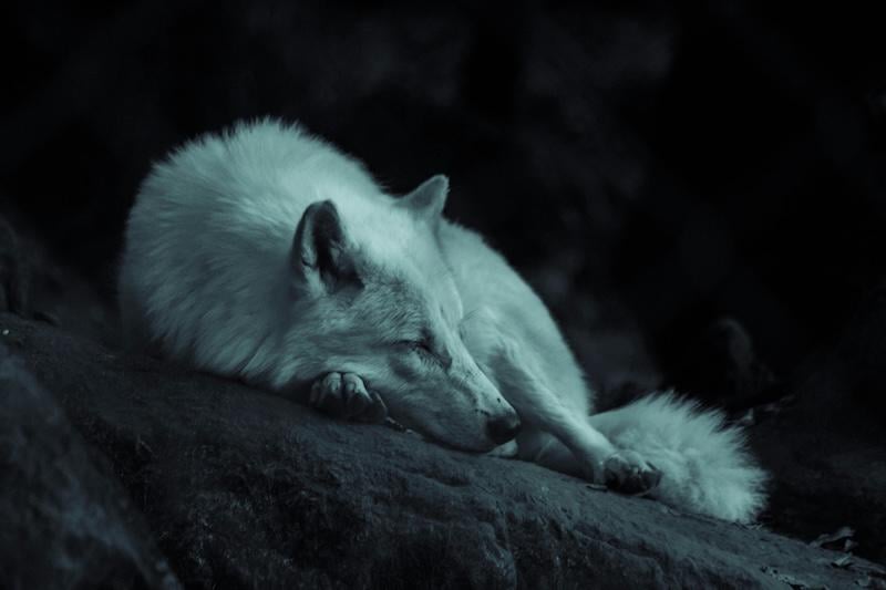 Visualisation of attacks by wolves and other predators on farm animals in The Netherlands