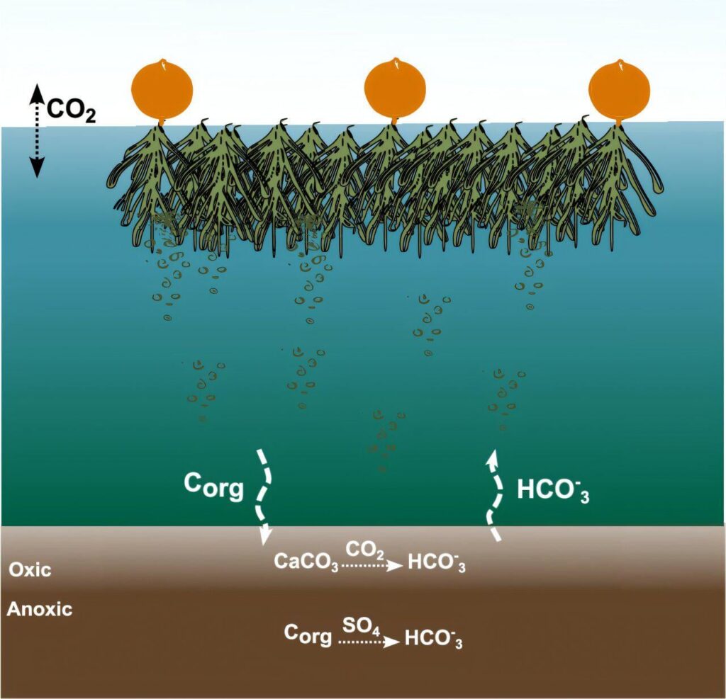 Seaweed farms boost long-term carbon storage by altering ocean chemistry, study shows