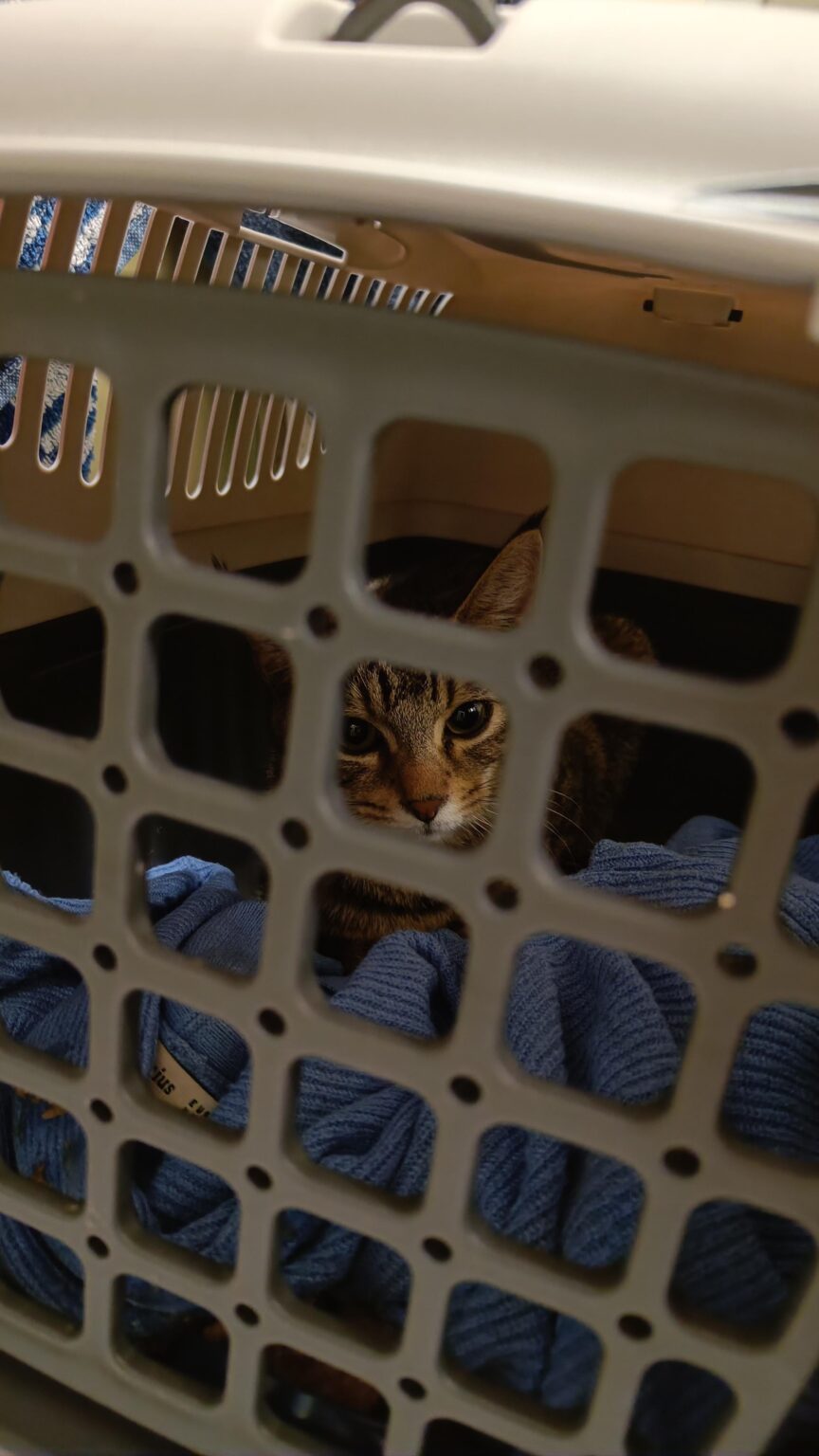 Puss in Boots: FINAL UPDATE