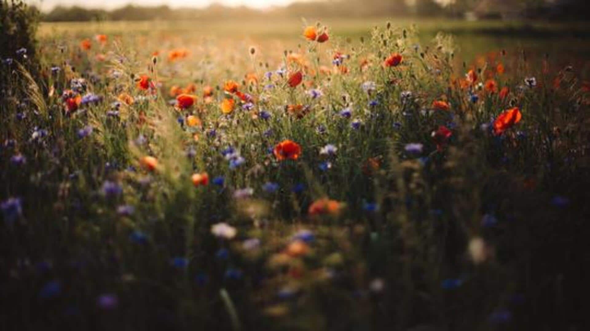 You must visit these wildflower meadows in Finland