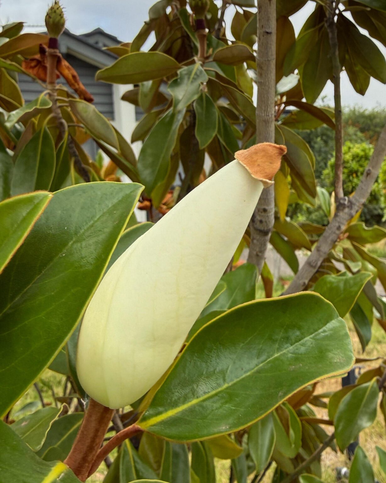 The weather is so hot, even the Southern Magnolia keeps its beanie on.[OC]