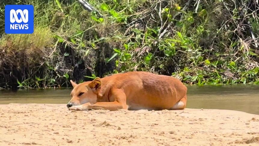 Traditional owners heartbroken over decision to cull K'gari dingoes involved in Piper James's death