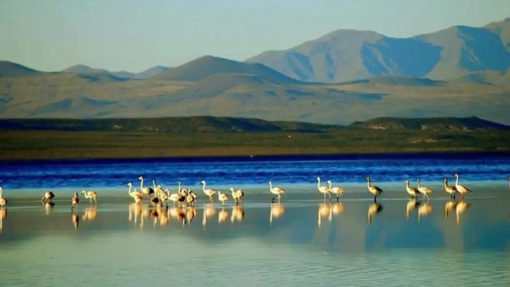 Environmental Recognition: Llancanelo Lagoon was included in the Western Hemisphere Shorebird Reserve Network