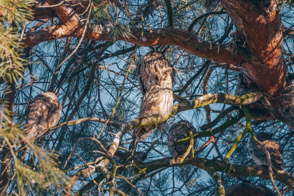 Is this the world’s biggest owl gathering? During winter nearly 1,000 owls descend onto a tiny Serbian town centre – and at night it’s party time long-eared owl