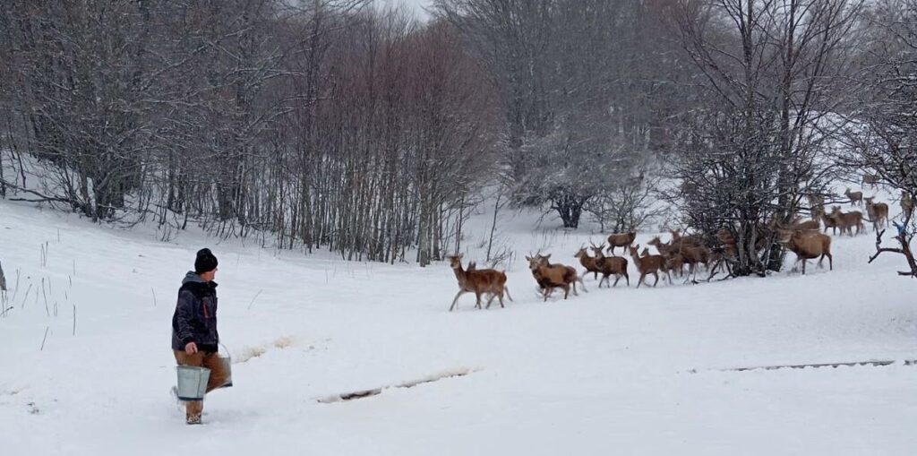 Ranger Laze takes care of the deer in NP Galichica, 200 deer have multiplied from 30 individuals