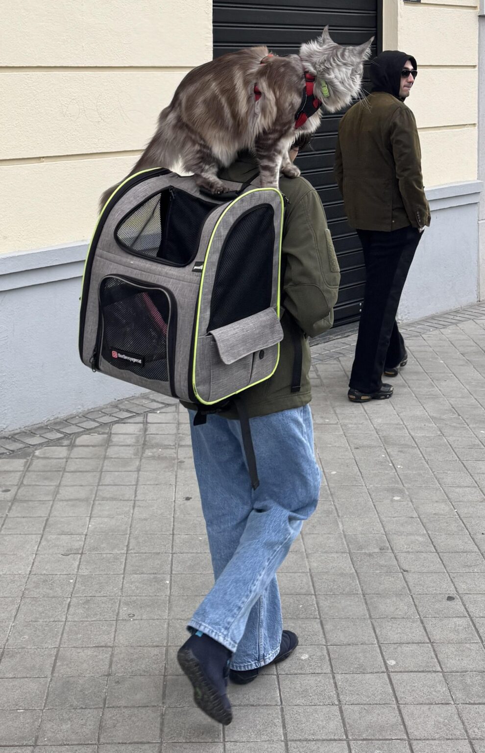 A normal day in Madrid. The cat travels comfortably and with views.