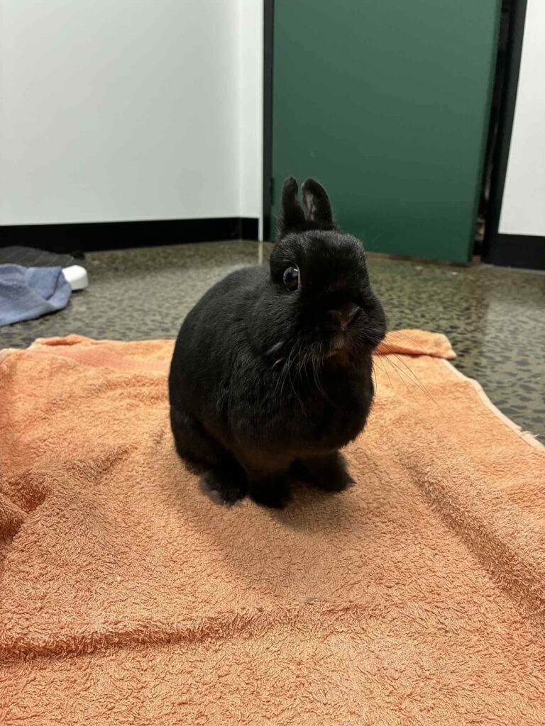 Widowed bunny needs a foster home ❤️‍🩹