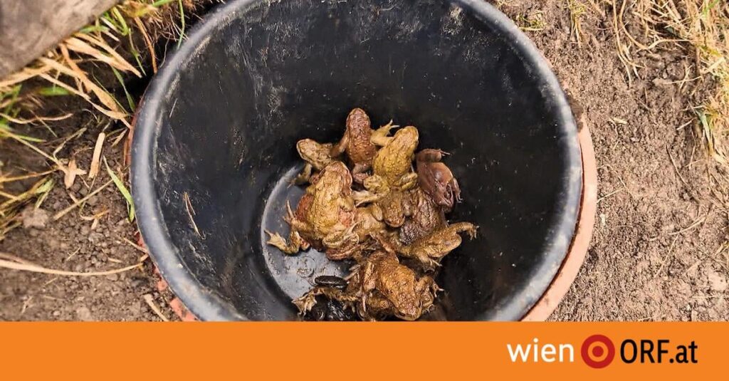 Nature conservation association is looking for frog pickers