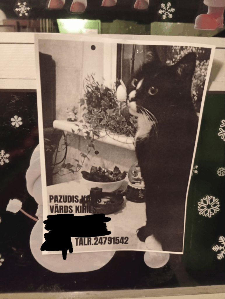 A cat is missing in Imanta!