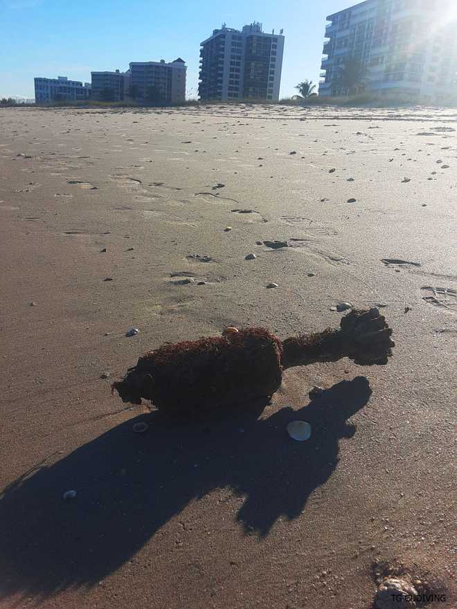 diver finds world war mortar in fort pierce