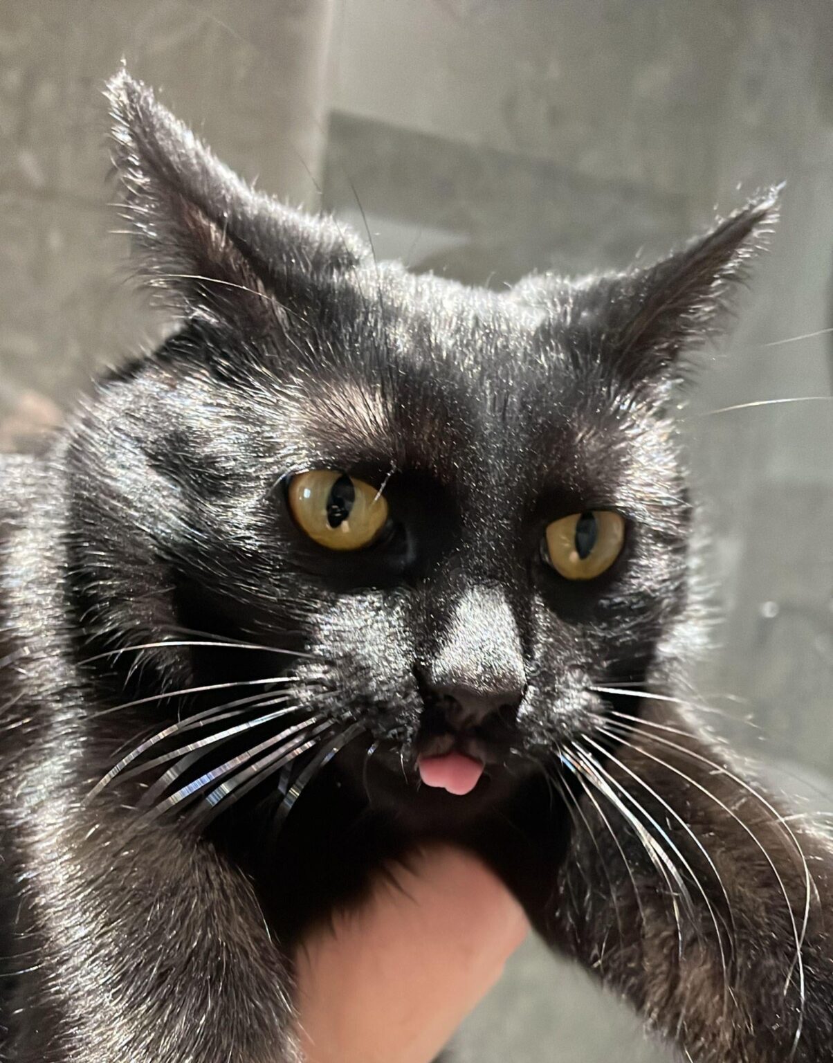 Recommended wet food for cats