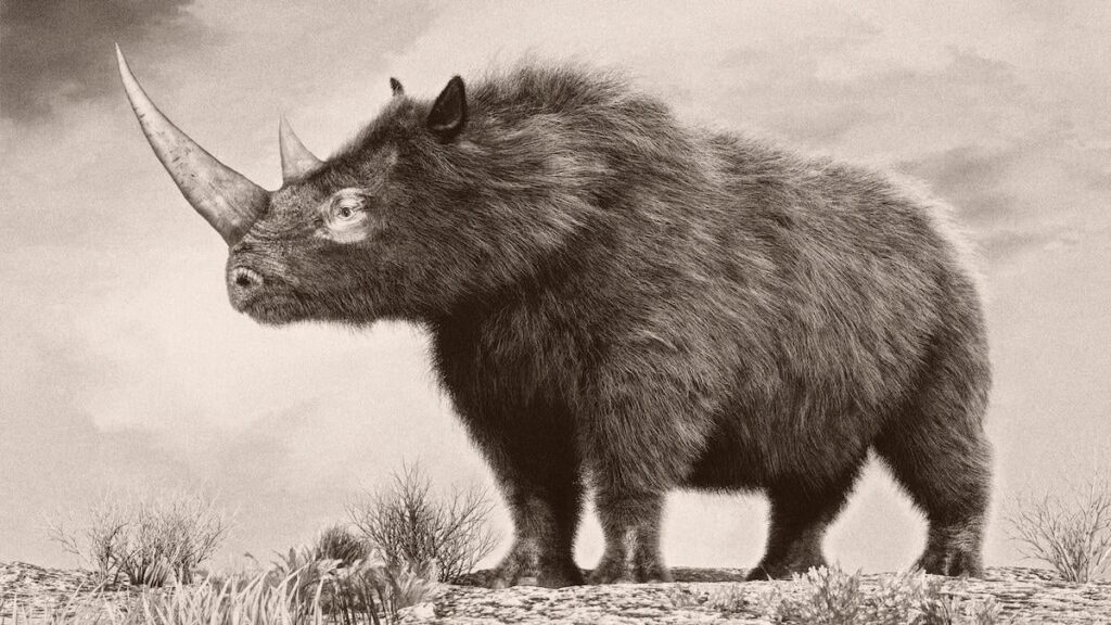Researchers have reconstructed a woolly rhinoceros genome from tissue found in the stomach of a 14,400-year-old wolf pup. This type of DNA extraction is the first of its kind and is shedding light on woolly rhino populations near the end of the last Ice Age.